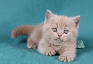 Фавн котенок британец   